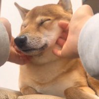 ふれあい中の福ちゃん2