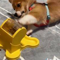 空振りのむぎちゃん