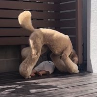 男の子のそばに寄る犬