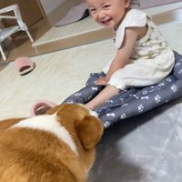 クッションを引っ張るこた君
