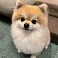 まるで別犬みたい