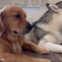 床の上に座るゴールデンレトリバー