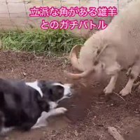 牧羊犬が制止！！