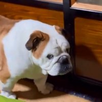 鼻を鳴らすまめちゃん