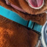 車内で笑顔を見せる犬
