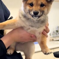 抱っこされる子犬