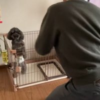 つられて踊りだすワンコ