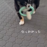 引っ張っても取れません！