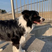 ペットホテルに居候していたワンコ7