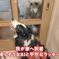 ラッキーちゃんを預かった時のBJ くん