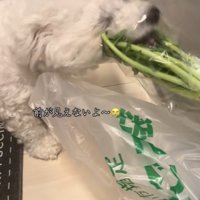 大根の葉を食べるおから君2