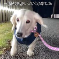 ペットショップにいた琥珀ちゃん