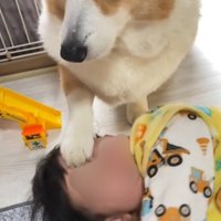 男の子のおでこにお手する犬