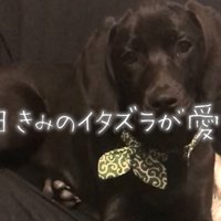 ソファに座る子犬