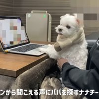 パパさんを探す姿が健気…
