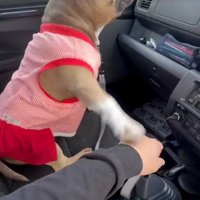 もう一度手を重ねるリリーちゃん