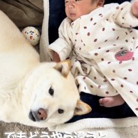 赤ちゃんの横で寝そべる犬