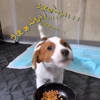顔をあげる茶太郎くん