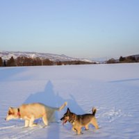 雪の上をお散歩中