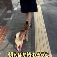 朝んぽは嫌い…