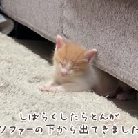顔を出した子猫