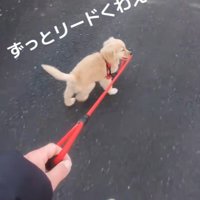 リードを咥えて…