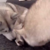 くぅちゃんを離さないりりたん6