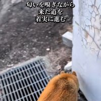 来た道を戻る朔くん