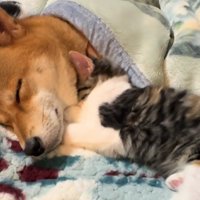こむぎちゃんが寄り添うように