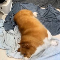 お風呂上がりのロイくん9