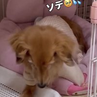 ベッドから出ようとする犬