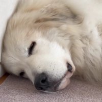 スヤスヤお昼寝中