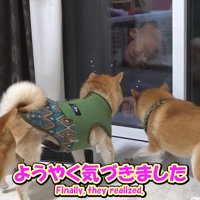 お兄ちゃん帰省時の豆柴4兄妹4