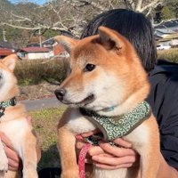 それぞれの飼い主に抱き上げられる2頭の犬