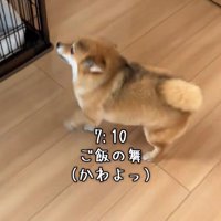 テンション高くはしゃぐ犬