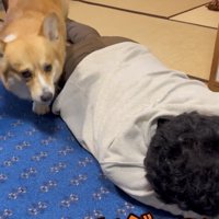 人の横を回り込む犬