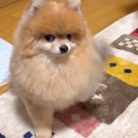 お座りの姿勢から右前足をあげる犬
