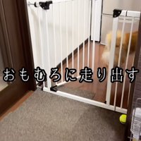 走って部屋を出る犬