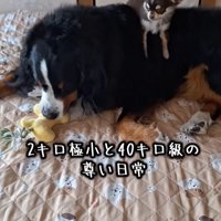 大型犬の上に乗る小型犬