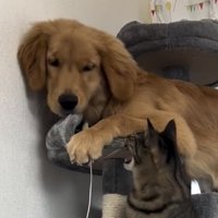 顔を近づける犬と猫
