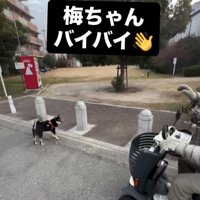 シニアカーを見送る犬