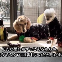 今でも仲良しな3匹