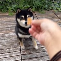 おやつを差し出す飼い主と柴犬