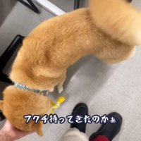 下を向いて頭を撫でられる豆柴