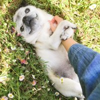 あざとい