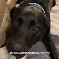 女性の服の袖を咥える犬