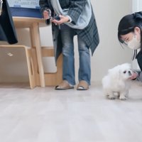 ペキニーズのもち太くん