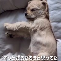 寝ているパルちゃん
