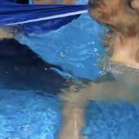 水着を引っ張られて水から出てくる飼い主さん