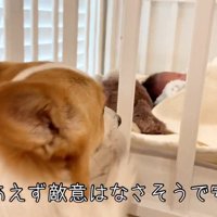 赤ちゃんに興味津々